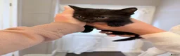 Mixed Breed cats for sale: Kittens for sale  in Wrexham - Advert 7
