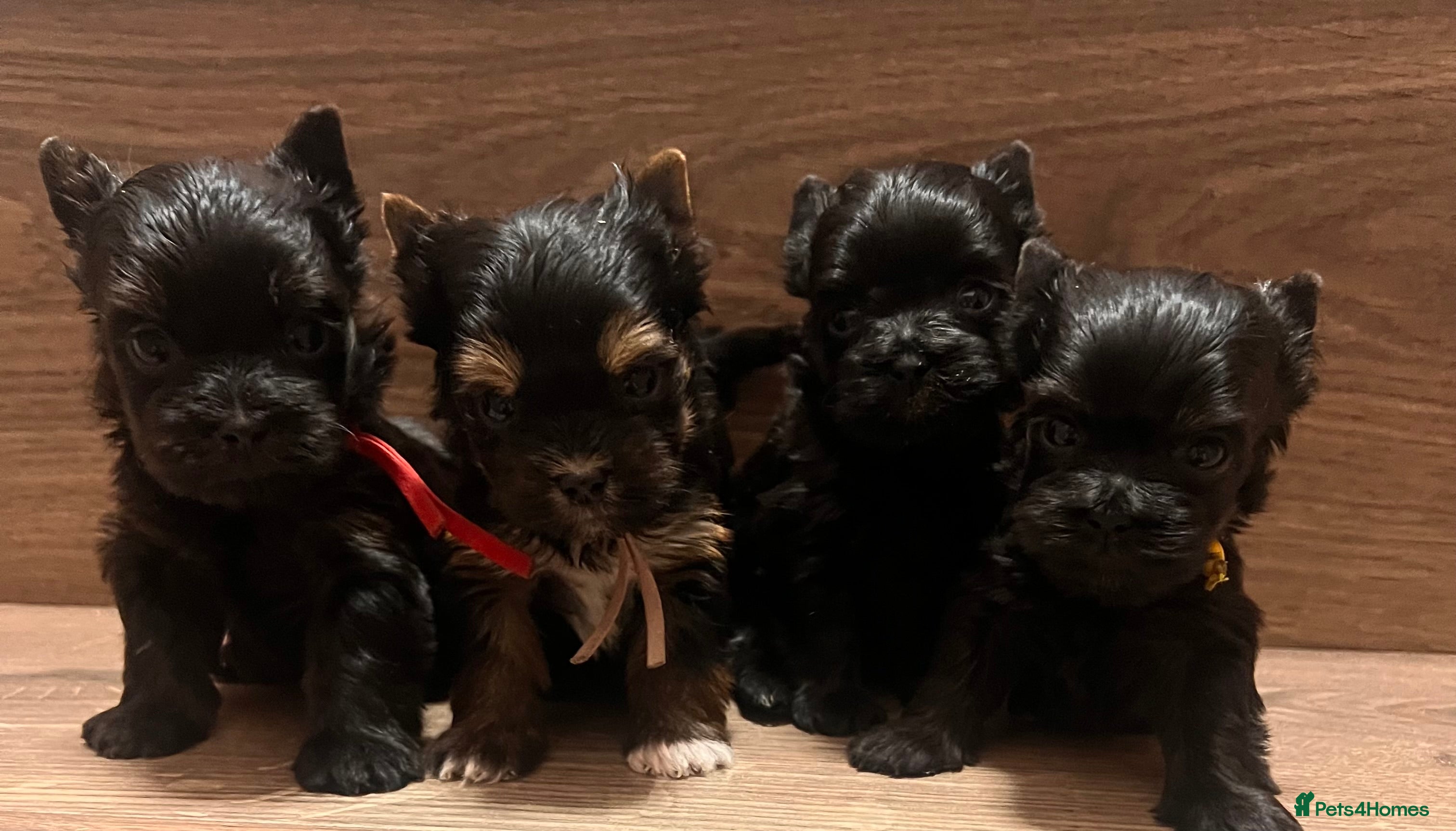 Yorkshire Terrier dogs ❀ Miniature Yorkshire Terriers – 4 Girls  ❀ - Advert 9