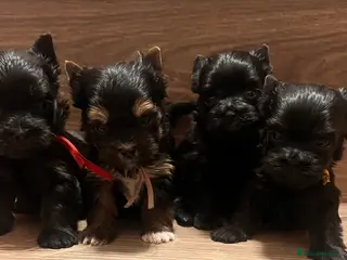 Yorkshire Terrier dogs ❀ Miniature Yorkshire Terriers – 4 Girls ❀ - Advert 9