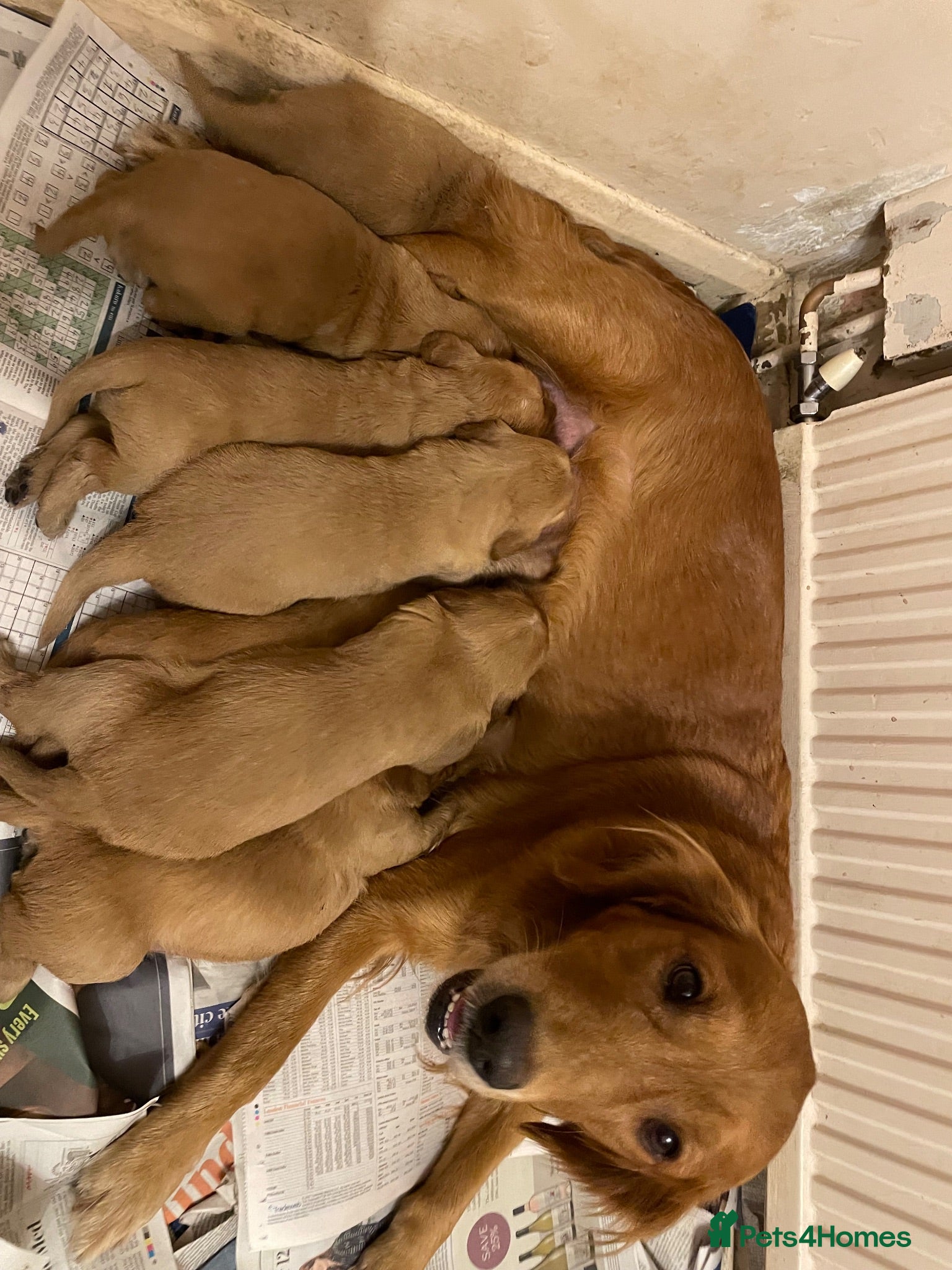 Golden Retriever dogs Two male pups  - Advert 2