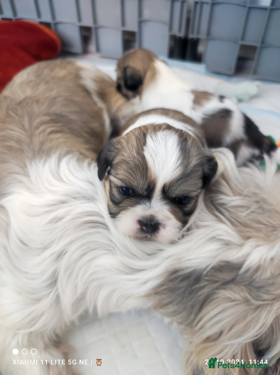 Shih Tzu dogs for stud: Shih tzu for stud in Newcastle upon Tyne - Advert 15