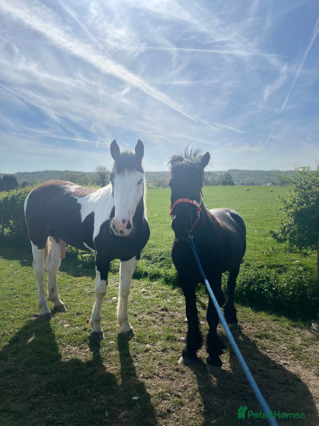 Irish Sports horses for sale: CHARLIE  - Image 1