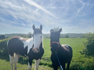 Irish Sports horses - Advert 22