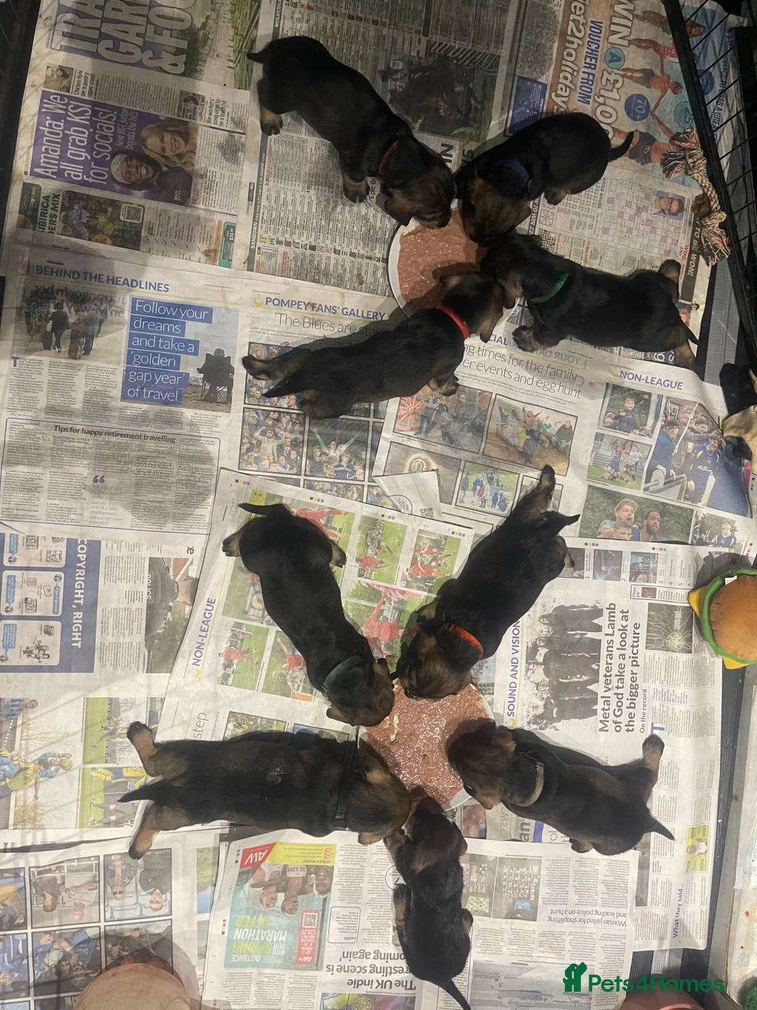 Dachshund dogs for sale: Standard wirehaired dachshund  - Advert 12