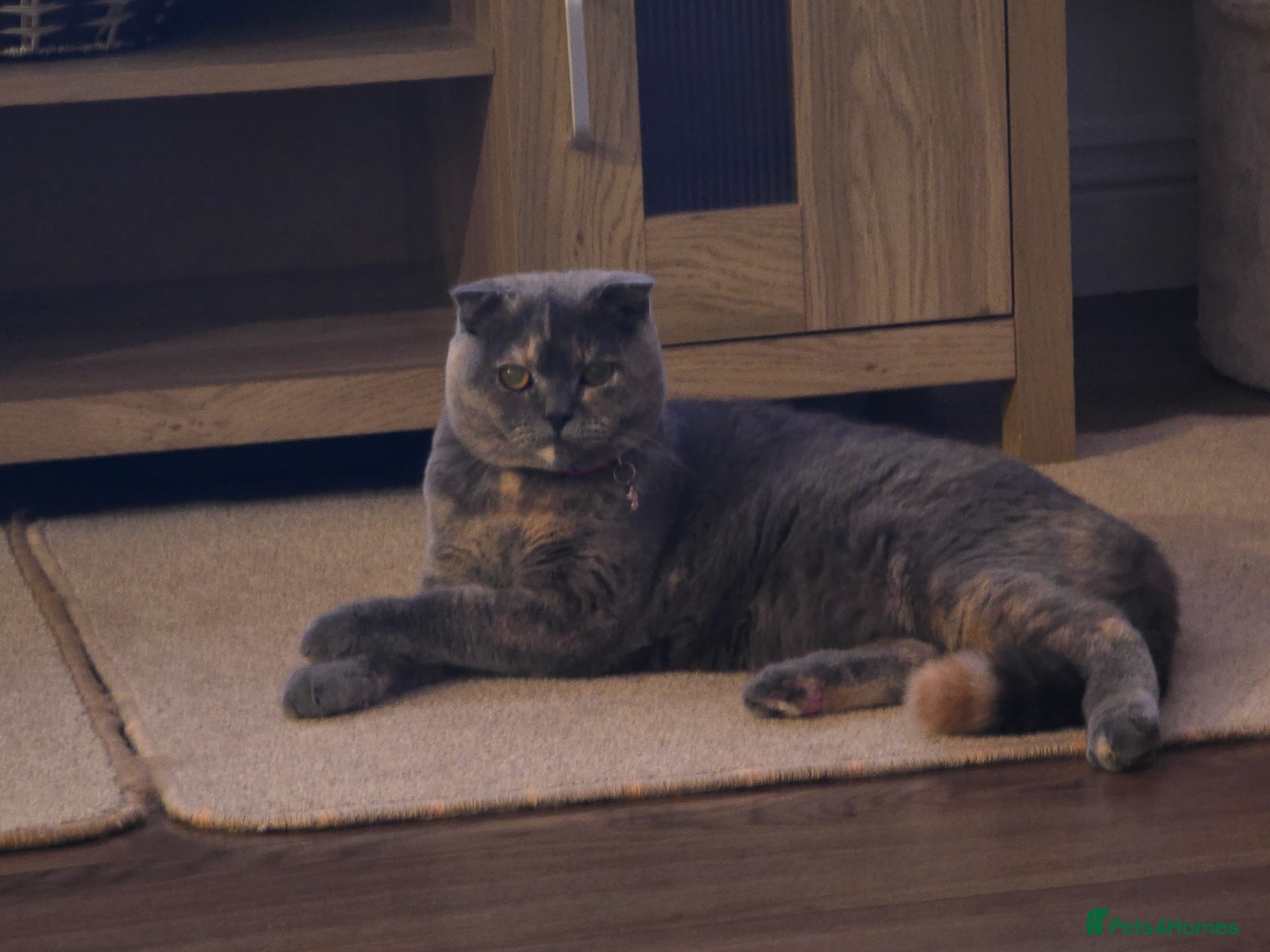 Scottish Fold cats 2 kittens and a kitten for sale  - Advert 2