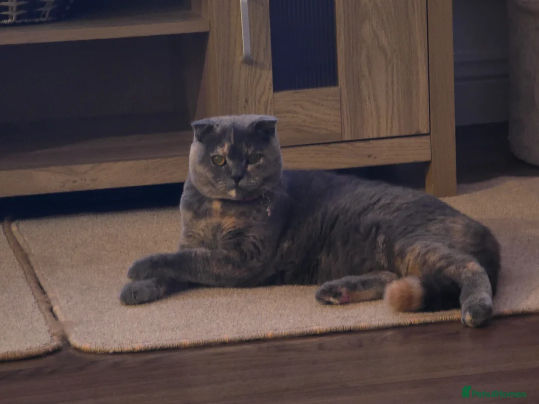 Scottish Fold cats for sale: 2 kittens and a kitten for sale  in Grimsby - Advert 1