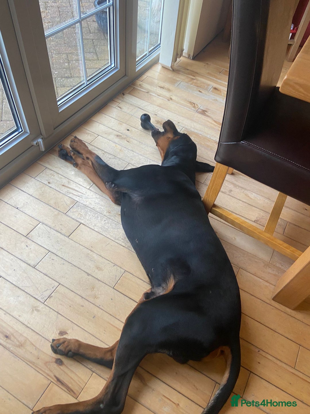 Dobermann dogs for sale: Doberman Male 18 months old  - Image 5