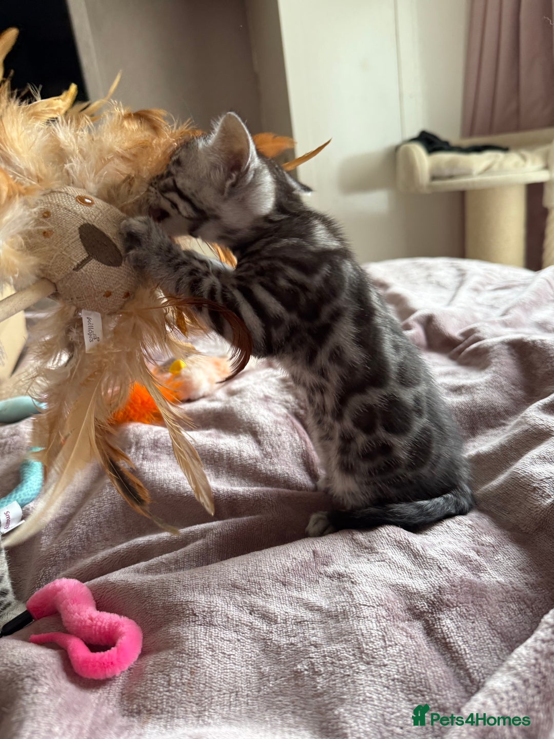 Bengal cats for sale: ⭐️Divine silver black spotted tabby bengal ⭐️ - Advert 36