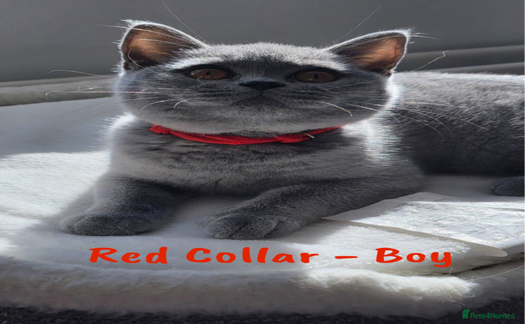British Shorthair cats - Advert 5