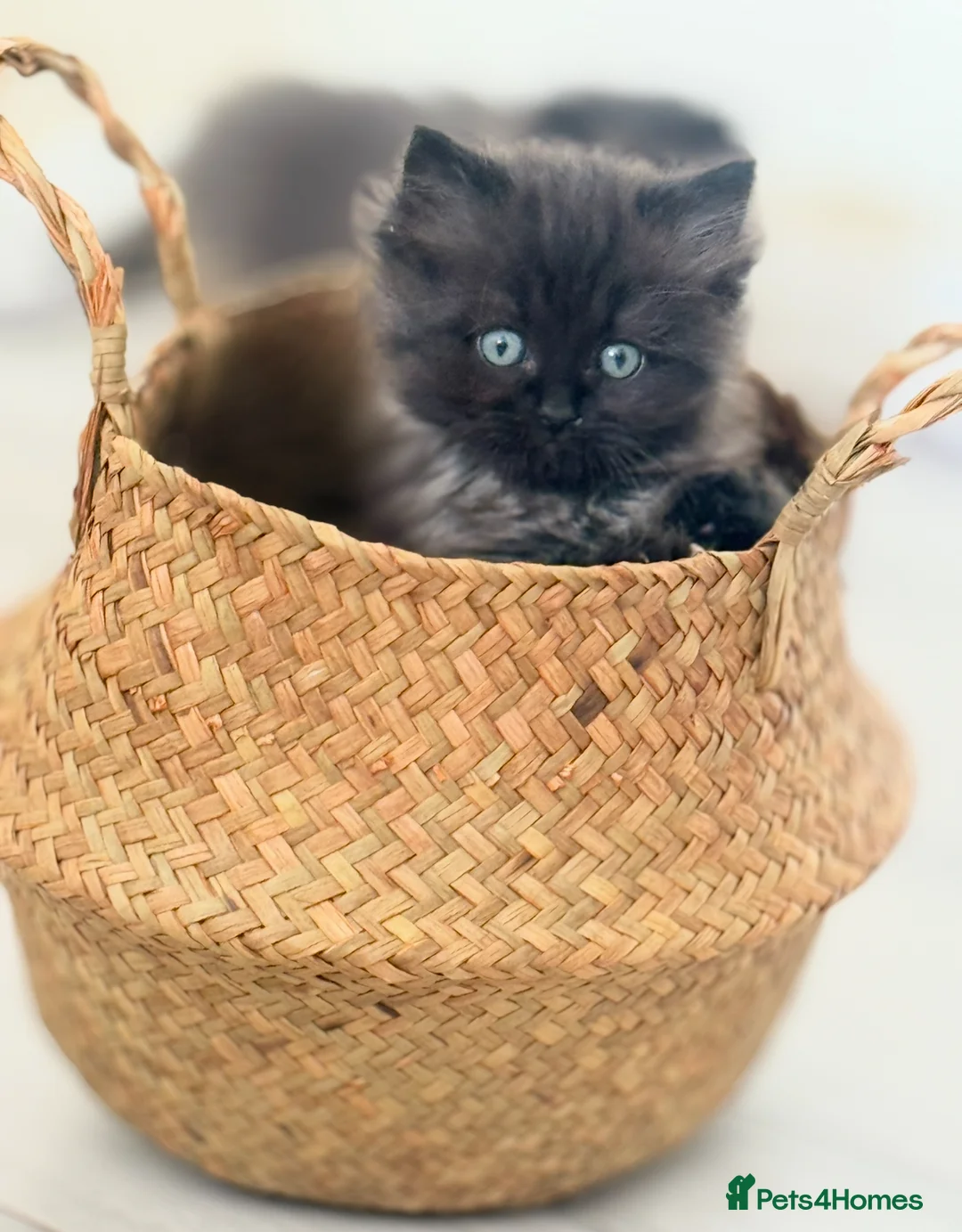 Mixed Breed cats for sale: The last Ragdoll & British long hair kitten - Advert 2
