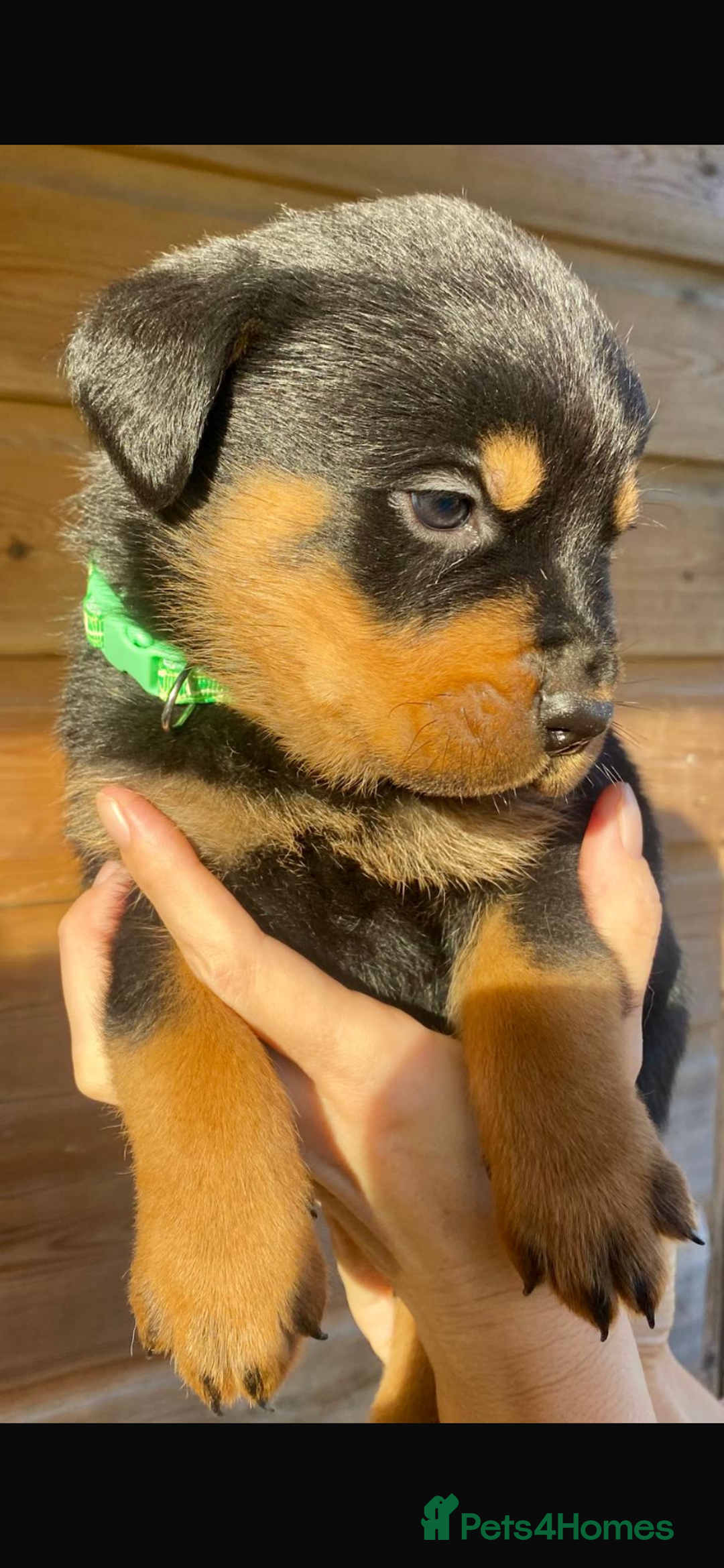 Rottweiler dogs for sale: Last girlBeautiful chunky Rottweiler puppies - Advert 9