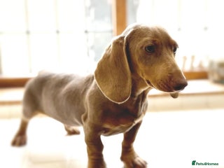 Miniature Dachshund dogs in Wolverhampton - Advert 18