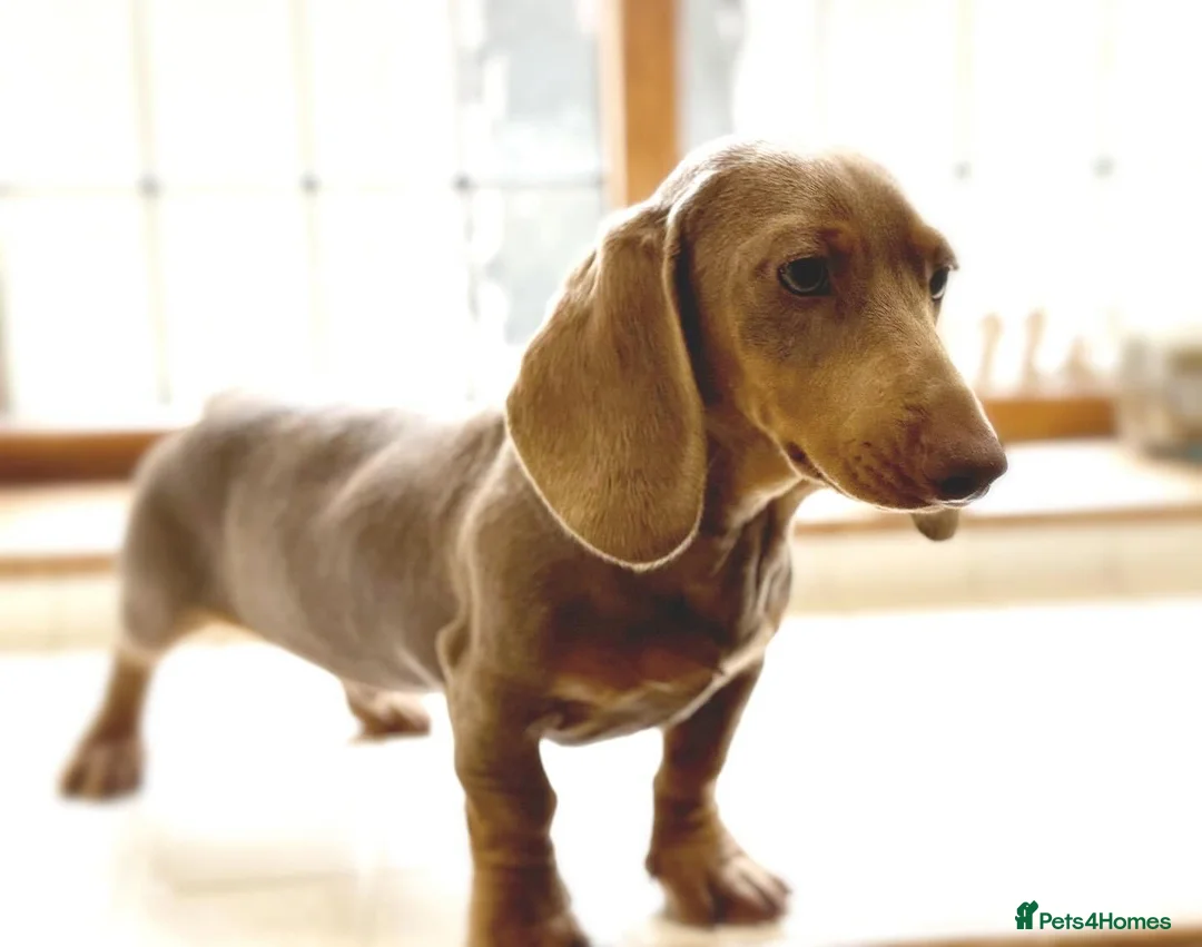 Miniature Dachshund dogs for stud: (Stud) Issabella & Tan smooth coat in Wolverhampton - Advert 1