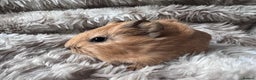 Guinea Pig rodents for sale: Baby guinea pigs Sows& Boars are can be reserved - Advert 11