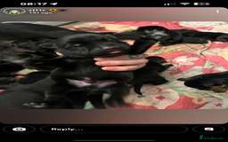 Mixed Breed dogs for sale: Corso weilers  - Image 7