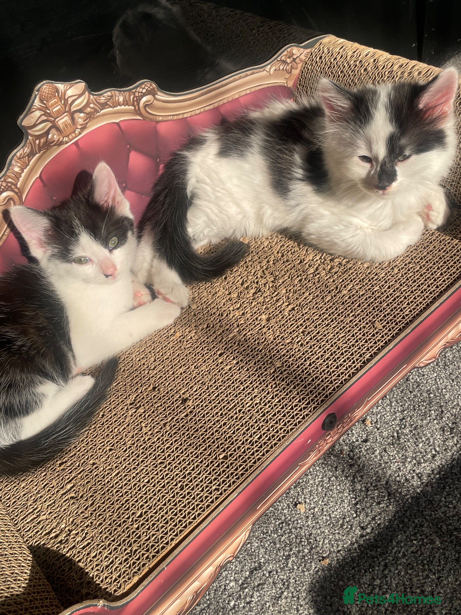 Mixed Breed cats 5 Gorgeous Kittens ready for their forever home  - Advert 1