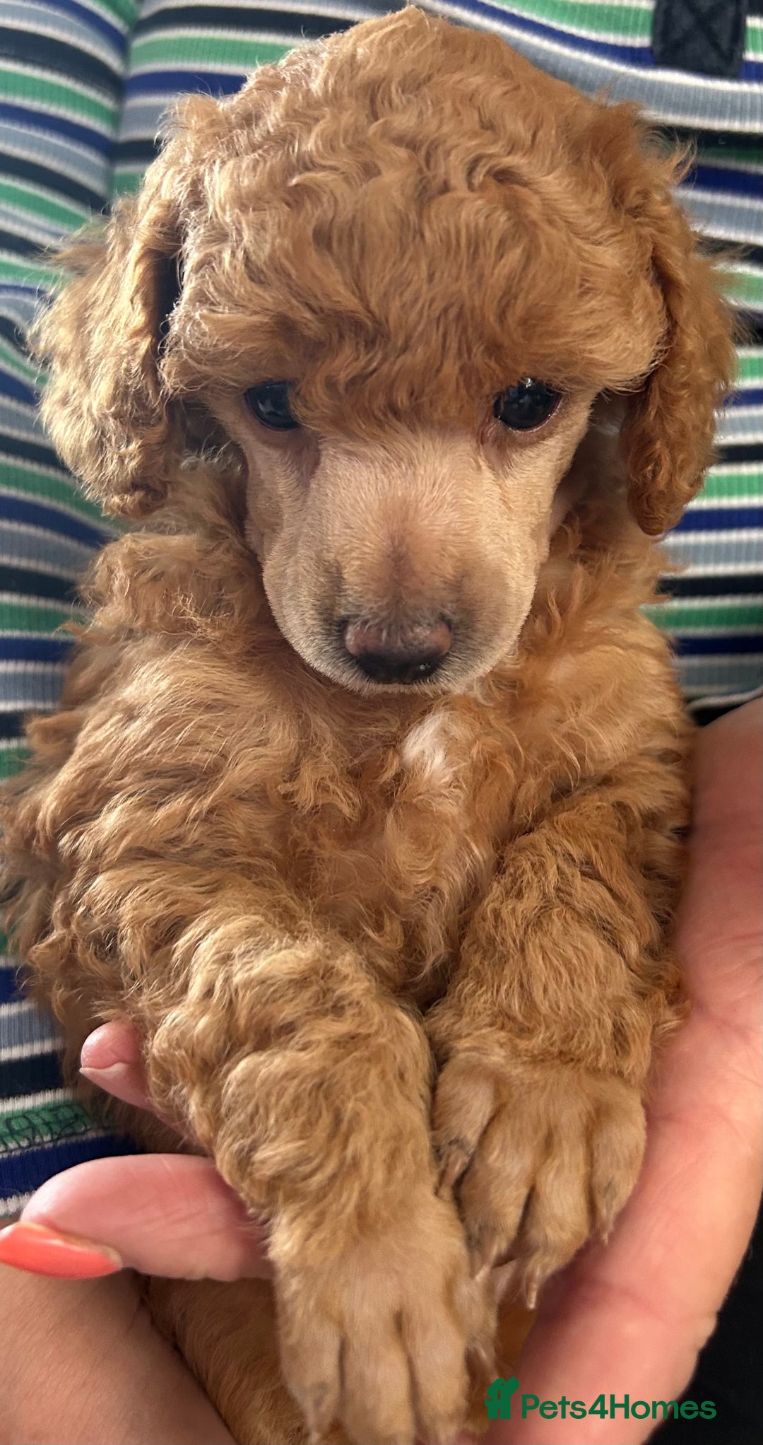 Toy Poodle dogs for sale: Toy poodle - Image 3