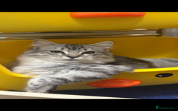 Scottish Fold cats for sale: Rare Scottish Fold -- Nebelung Kittens  - Advert 2