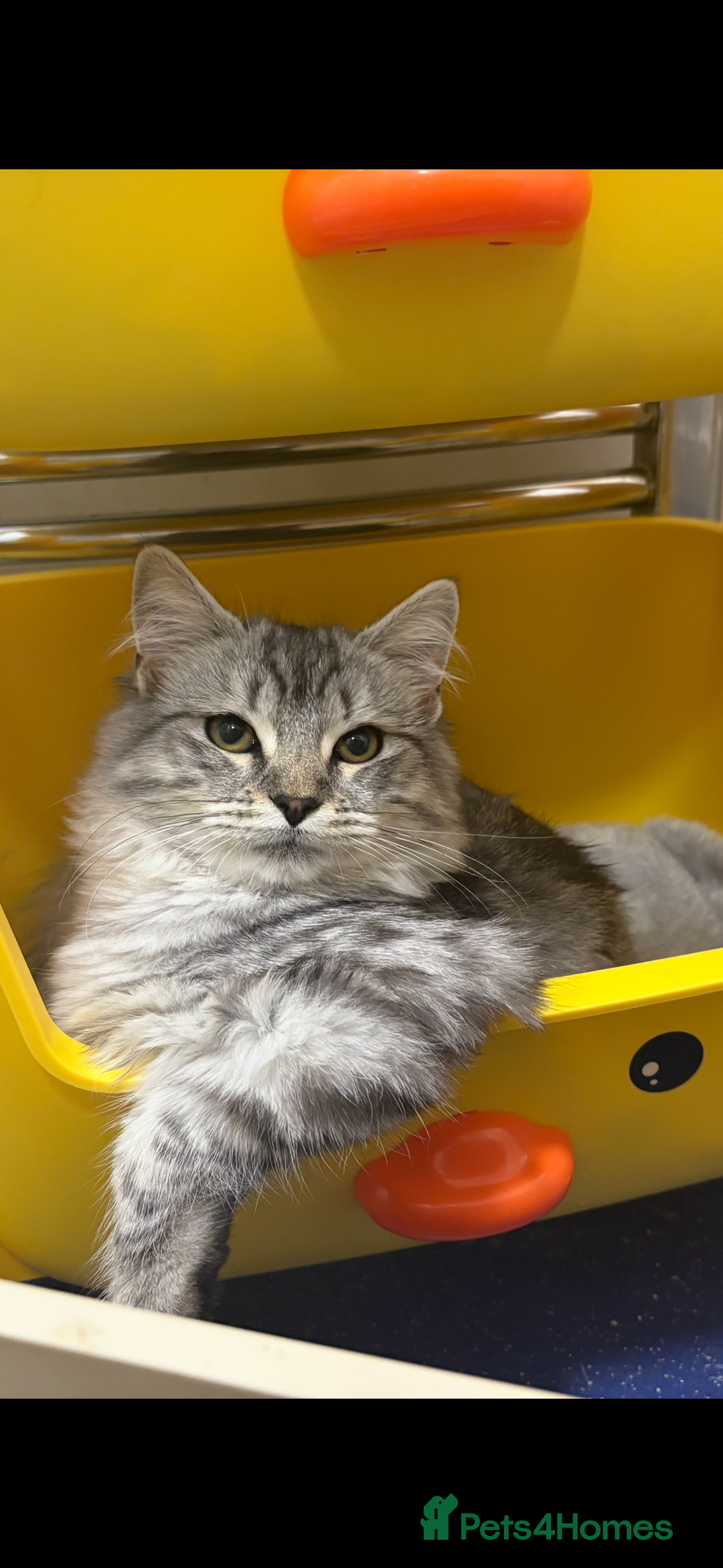 Scottish Fold cats for sale: Rare Scottish Fold -- Nebelung Kittens  - Advert 2