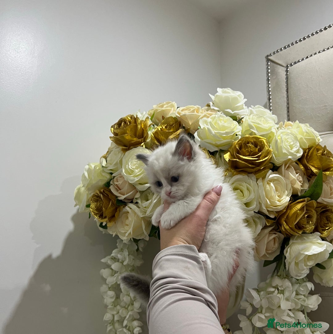 Ragdoll cats for sale: Gccf ragdoll kittens imperial grand champion lines - Advert 21