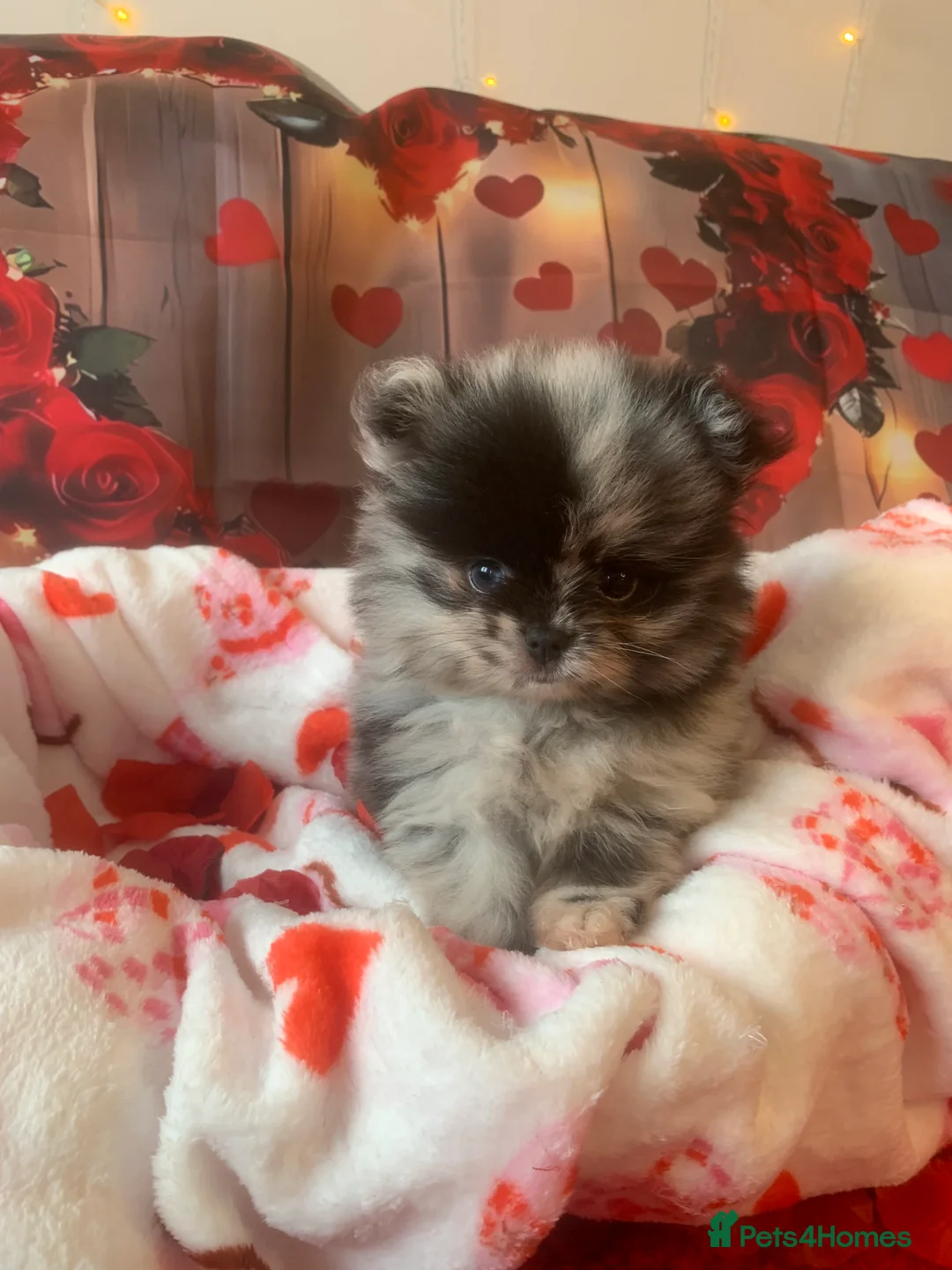 Pomeranian dogs for sale: UNIQUE BEAR FACE POMERANIAN LITTER - Advert 8