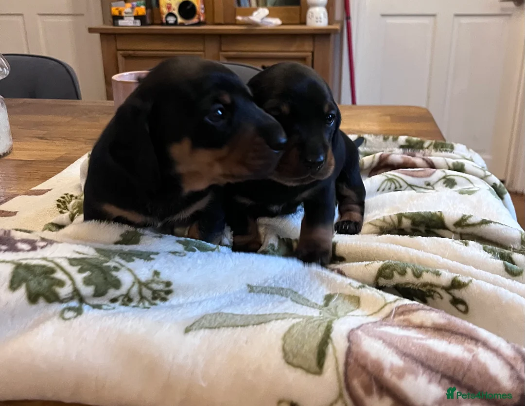 Dachshund dogs for sale: Puppies miniature Dachshund  - Advert 2
