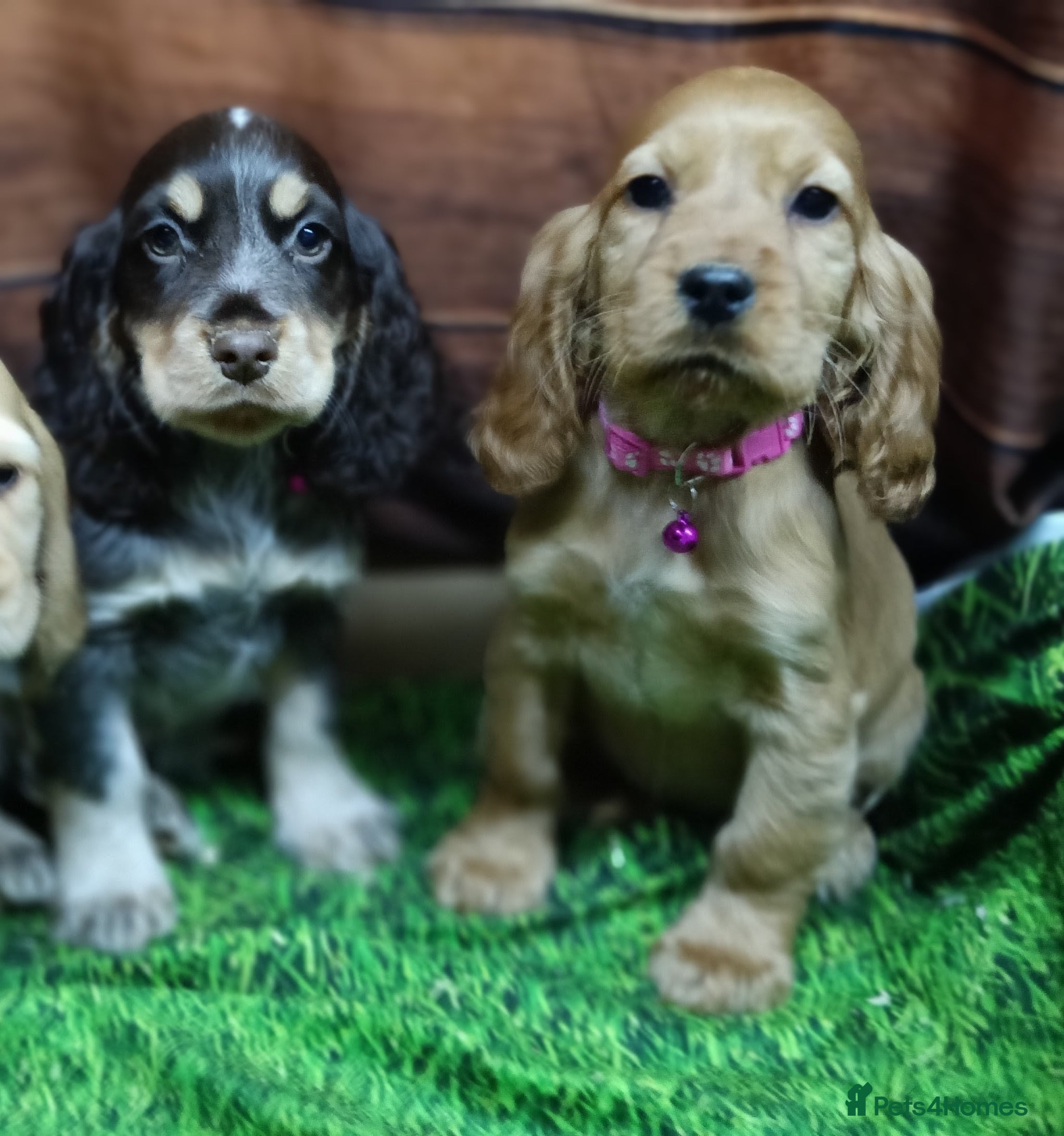 Cocker Spaniel dogs 🩷Scrumptious Cocker Spaniel puppies 🩷 - Advert 2