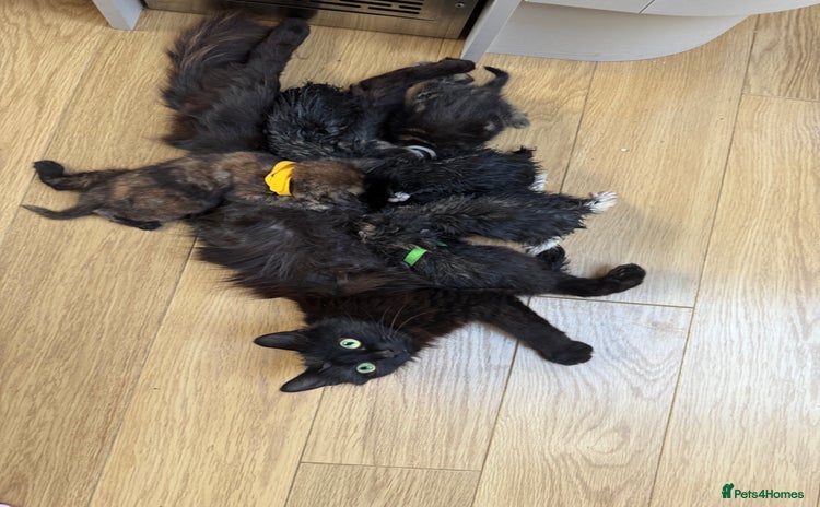 Mixed Breed cats - Advert 4
