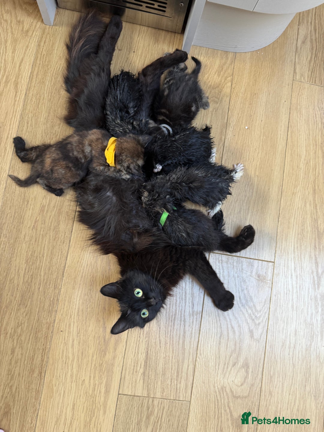 Mixed Breed cats for sale: Mixes breed kittens for sale  - Image 1