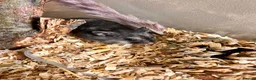 Hamster rodents for sale: Syrian hamster babies in Andover - Advert 17