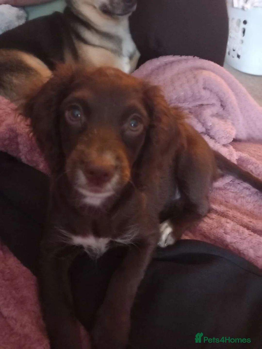 Cockapoo dogs for sale: 5 month old Hazel - Advert 2