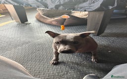 Staffordshire Bull Terrier dogs for sale: Staffordshire bull terrier  - Image 3