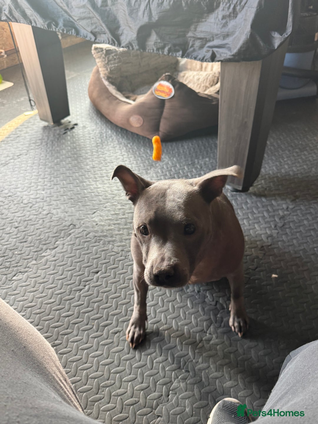 Staffordshire Bull Terrier dogs for sale: Staffordshire bull terrier  - Image 3