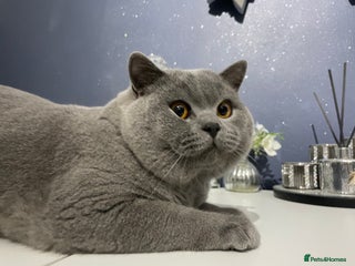 British Shorthair cats 🏆 GCCF CHAMPION BIG BLUE STUD 🏆 - Advert 12
