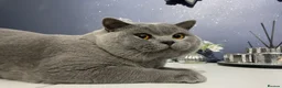 British Shorthair cats for stud: 🏆 GCCF BIG  BLUE STUD 🏆 - Advert 1