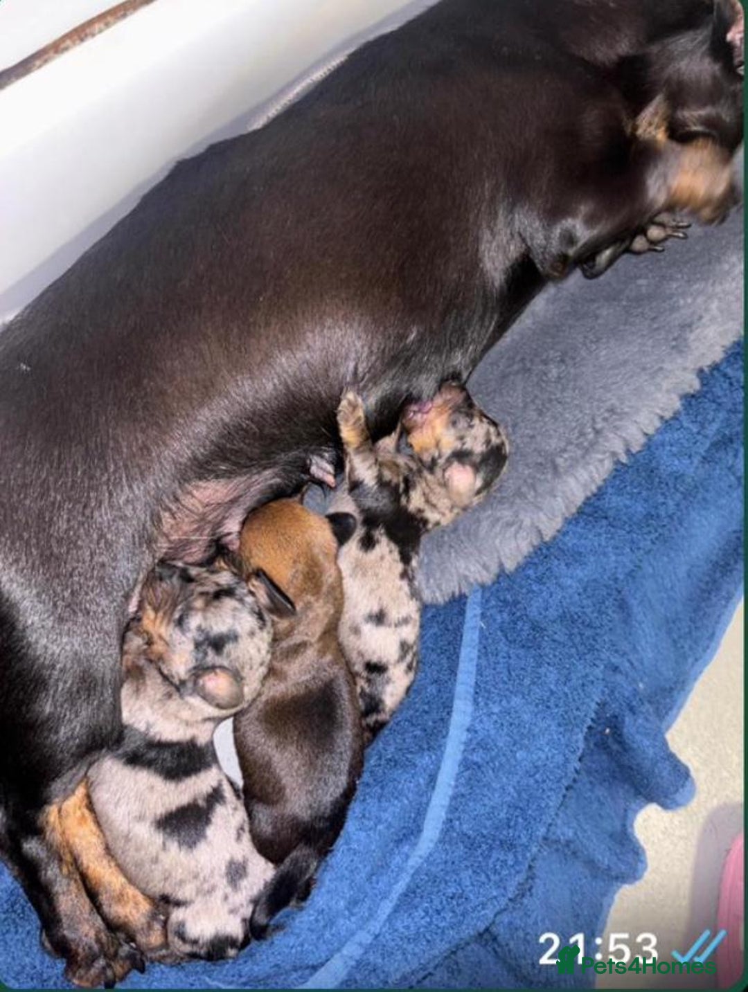 Miniature Dachshund dogs for sale: Stunning miniature daschund puppies  - Image 4