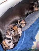 Miniature Dachshund dogs - Advert 4