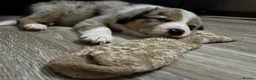 Border Collie dogs for sale: Beautiful litter of 7 Border Collies  - Advert 12