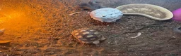 Tortoise reptiles for sale: Sulcatas tortoise and enclosure  in Southend-on-Sea - Advert 9