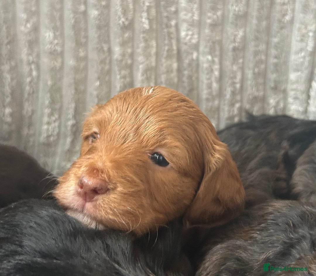 Cockapoo dogs for sale: Cockapoo Puppies - Image 16