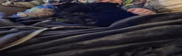 Yorkshire Terrier dogs for sale: Black yorkshire-terrier female  - Advert 4
