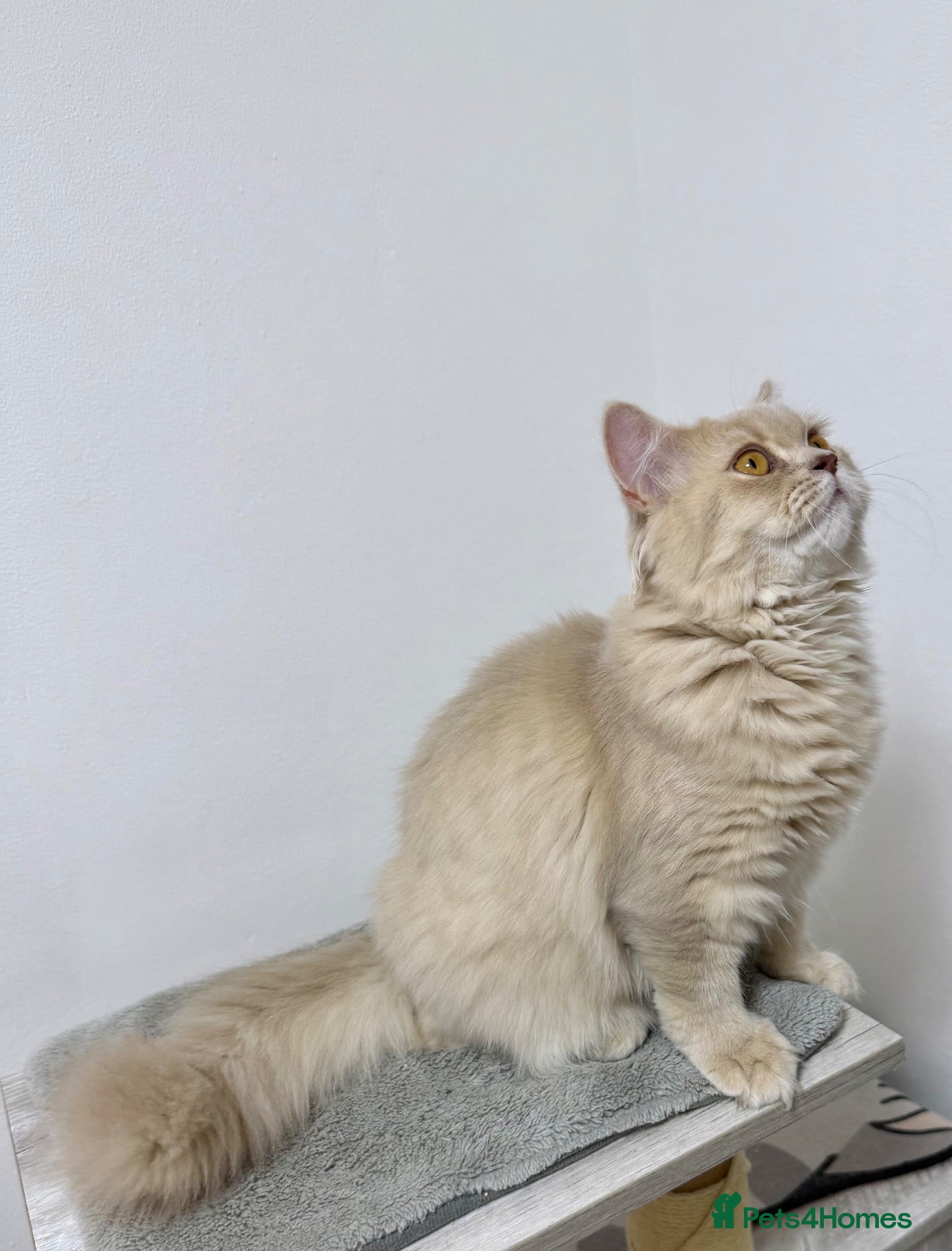 British Longhair cats 🌸GCCF BLH Golden Lilac Girl.  - Advert 1
