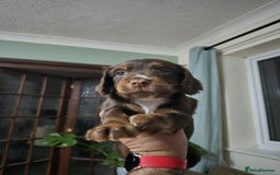 Cocker Spaniel dogs for sale: Spaniel puppies - Image 1