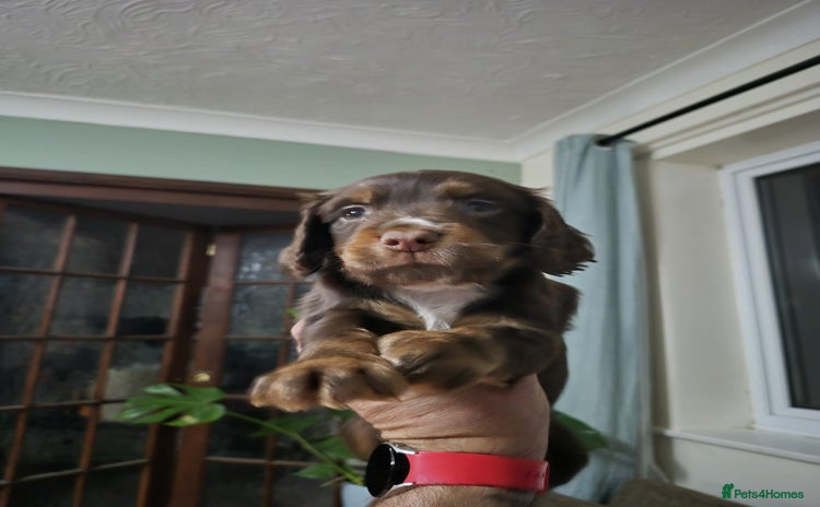 Cocker Spaniel dogs - Advert 15