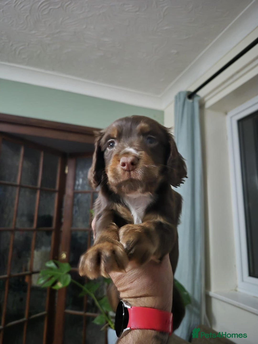 Cocker Spaniel dogs for sale: Spaniel puppies - Image 1