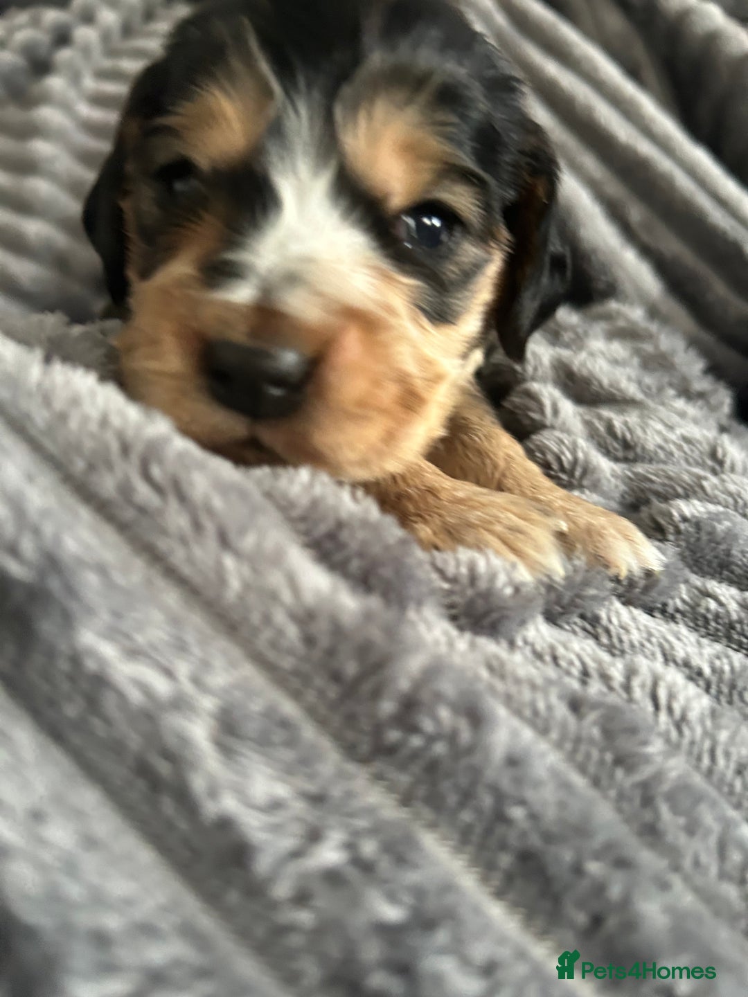 Cocker Spaniel dogs for sale: 🐾Cocker Spaniel Puppies-Ready in 5 Weeks🐾 - Image 13