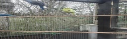 Budgerigars birds for sale: Budgies for sale in Telford - Advert 5