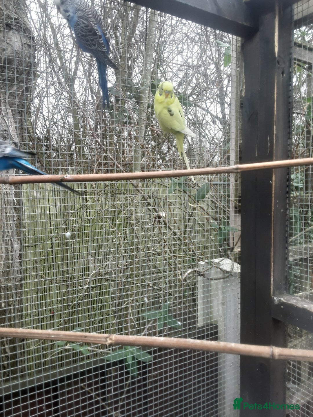 Budgerigars birds for sale: Budgies for sale in Telford - Advert 5