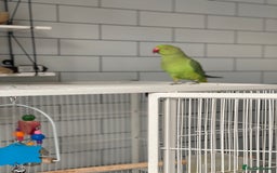 Ringnecks birds for sale: Ring neck - Image 3