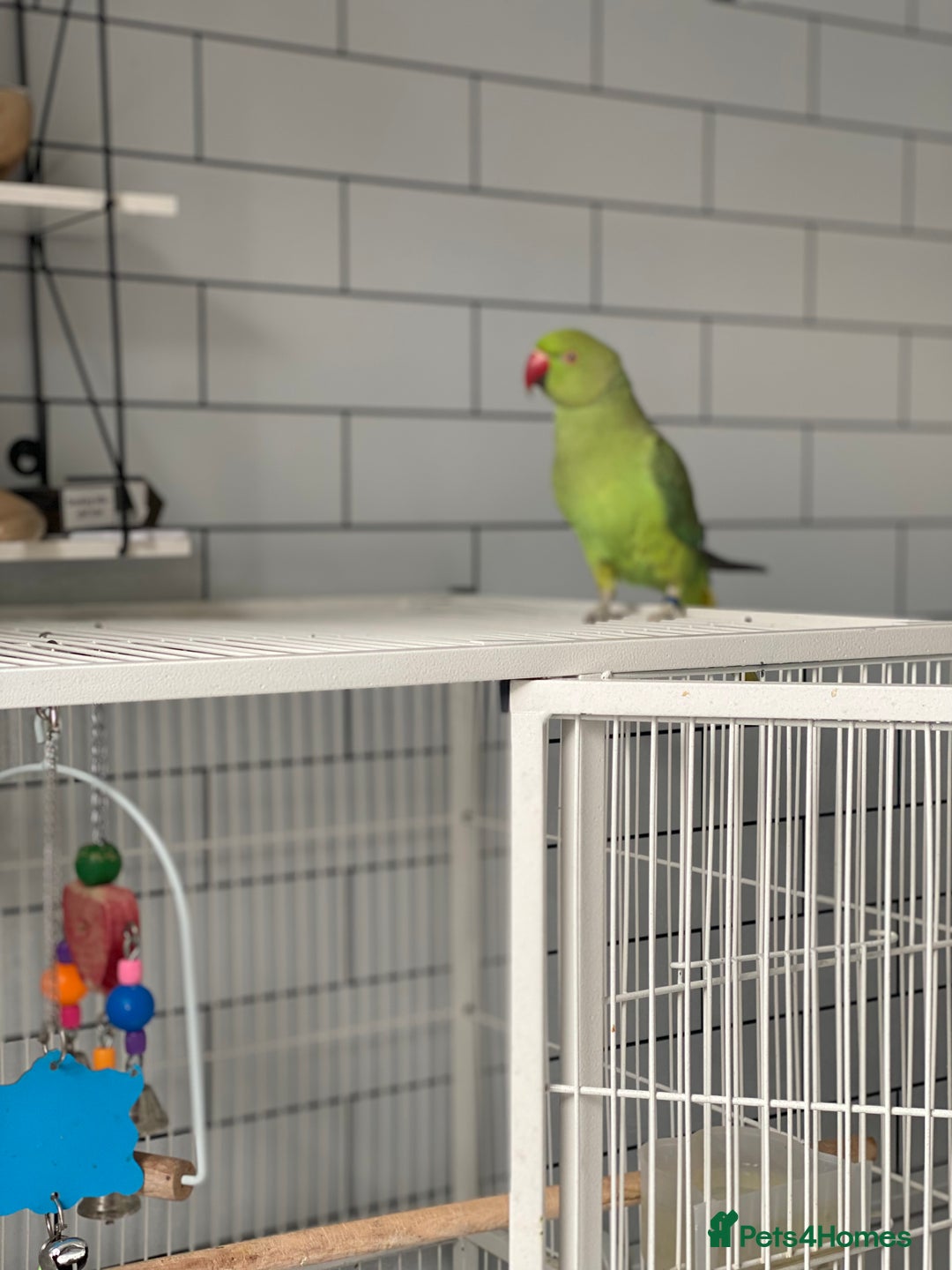 Ringnecks birds for sale: Ring neck - Image 3